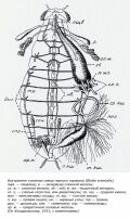 Внутреннее строение самца черного таракана